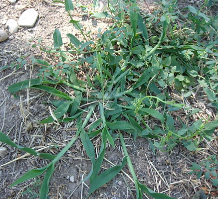 crabgrass images