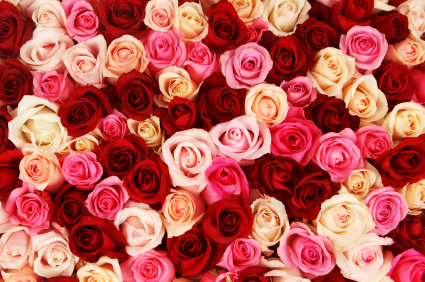 Rose Meanings - Florists - Seva Call Blog