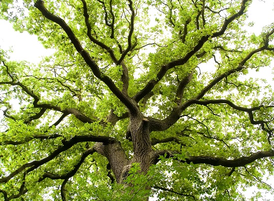 Fertilize Oak Trees - Landscapers - Talk Local Blog